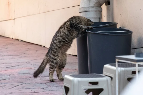 Bir kedi restoranın yakınındaki bir çöp kutusunda yiyecek arıyor. İstanbul, Türkiye.