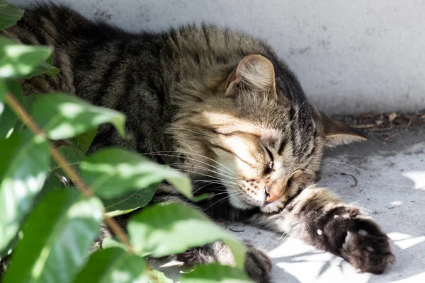 Kot Śpi Cieniu Ulicy Stambuł Turcja — Zdjęcie stockowe
