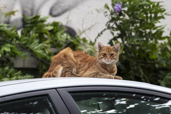 Gato Callejero Está Sentado Techo Del Coche Estambul Turquía — Foto de Stock