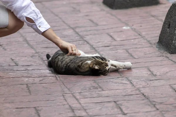 一个女人摸睡在街上的猫 土耳其伊斯坦布尔 — 图库照片