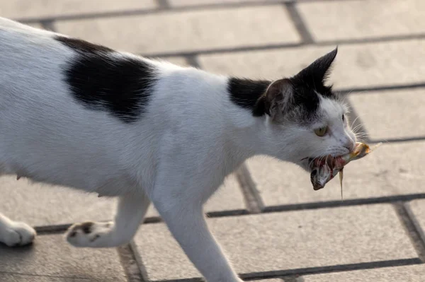 Кішка Несе Спійману Рибу Щоб Нагодувати Своїх Кошенят Стамбул Туреччина — стокове фото