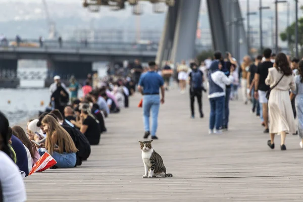 Istanbul Turkey September 2021 Street Cat Sits Promenade Golden Horn — Stock Photo, Image