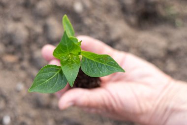 Toprağa ekilmeden önce taze biber tohumu..