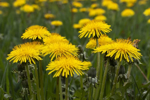 Campo Denti Leone Gialli Estate Fiori Selvatici Sfondo — Foto Stock