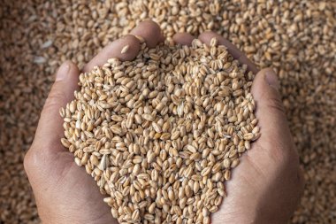 Handful of wheat close up. Wheat seed.
