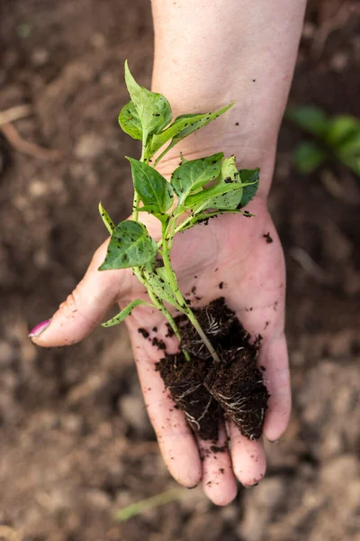 Toprağa ekilmeden önce taze biber tohumu..