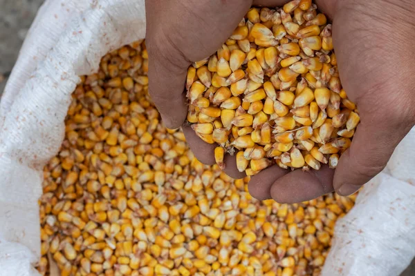Bir avuç dolusu mısırı yakından çek. Üst görünüm mısır tanecikleri.