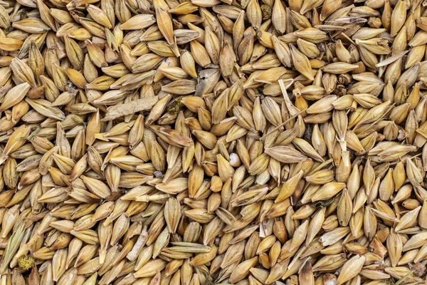 Arpa tohumu. Arpa üst görünümü taneciği.