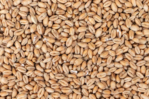 Wheat seed. Grain of wheat top view.