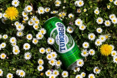 Lviv, Ukrayna - 4 Mayıs. Çayırdaki kır çiçeklerinde yeşil Tuborg birası.