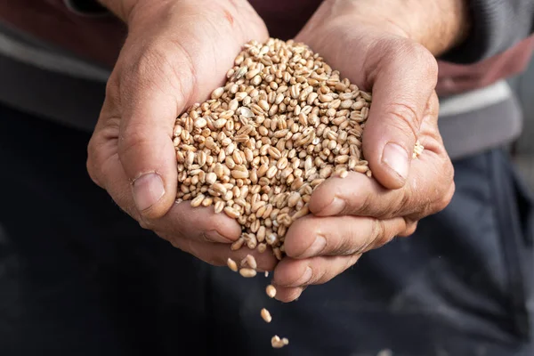 Bir avuç dolusu buğday. Buğday tohumu.