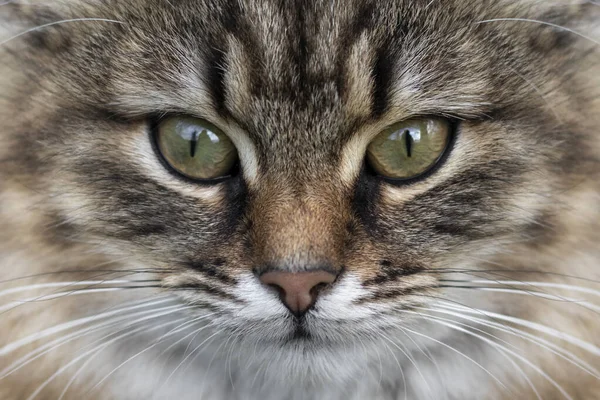 Portrait Beautiful Tabby Cat Close — Stockfoto