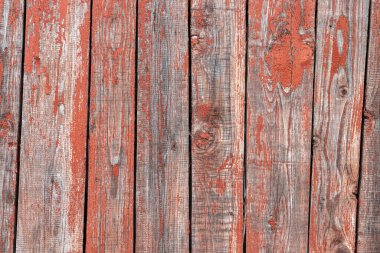 Eski kabataslak. Kırmızı tahta arka plan.