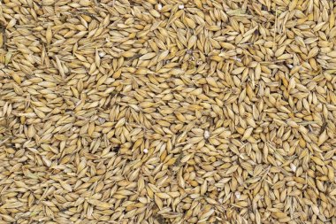 Arpa tohumu. Arpa üst görünümü taneciği.