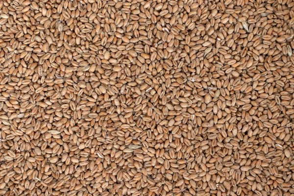 Wheat seed. Grain of wheat top view.