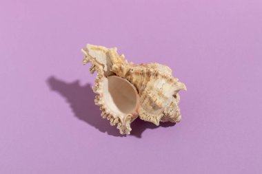 Deniz kabuğu. Menekşe arkaplanda deniz kabuğu.