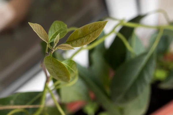 Avocado plant on windowsill. Young avocado sprout with leaves grows in a pot. Selective focus.