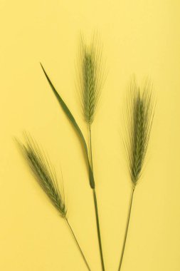 Sarı arka planda taze yeşil buğday kulakları.