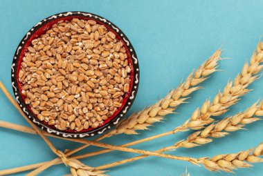 Mavi arka planda altın buğday taneleri ve kuru dikenler.