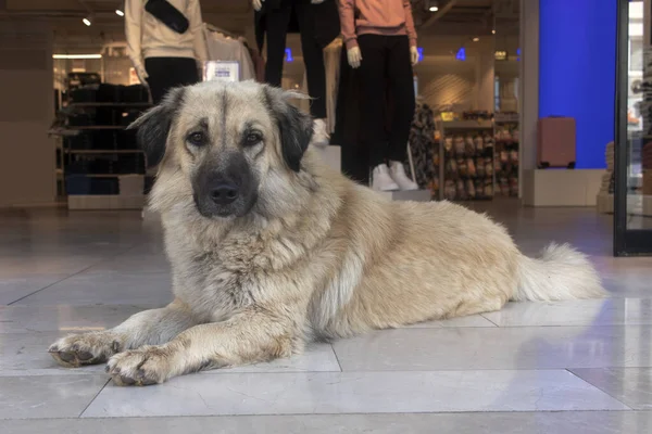 Close-up portrait of a stray dog hiding from the summer heat in a store.