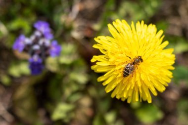 Karahindiba çiçeğinin üzerindeki bal arısı. Yaz çiçekleri arka planı.