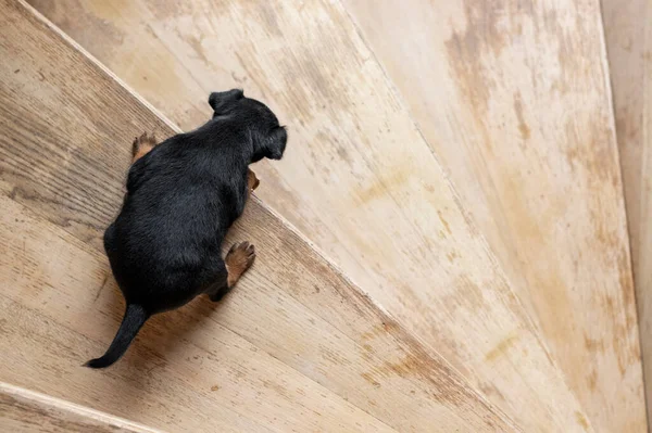 Kleiner Schwarzer Welpe Fällt Schwer Die Große Holztreppe Hinunter Gehen — Stockfoto