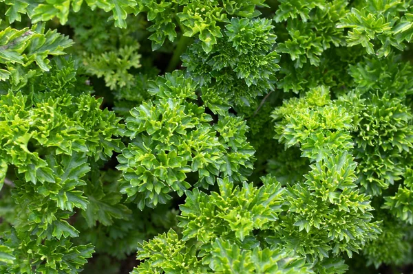 Green Parsley Growing Garden Close — Stockfoto