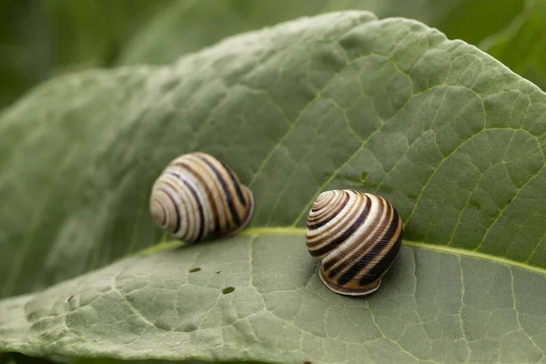 Garden Snails Eat Green Leaf — Stock Photo, Image
