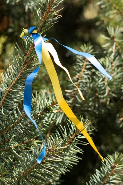 Stužky Barvách Národní Vlajky Ukrajiny Jsou Přivázány Vánočnímu Stromku Žlutomodré — Stock fotografie