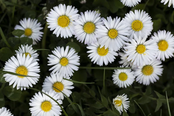 畑に白い花が咲く — ストック写真