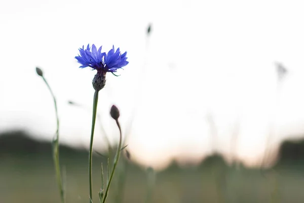 Kwiat Kukurydzy Łące Zachodzie Słońca — Zdjęcie stockowe