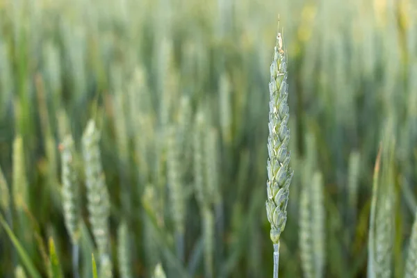 Campo Trigo Verde Joven Cosecha Granos — Foto de Stock