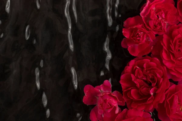 Red Roses Floating Black Water Minimal Flower Background Stock Image