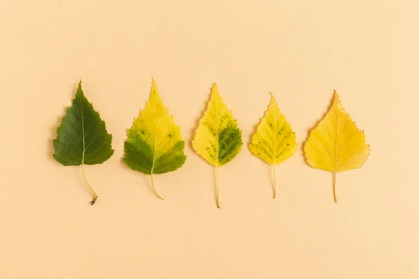 Autumn Dry Leaves Top View Minimalism Style — 스톡 사진