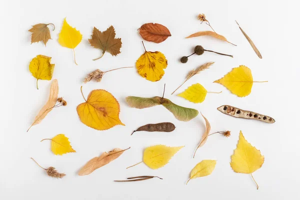Autumn Background Dry Leaves Seeds Flat Lay — Foto de Stock