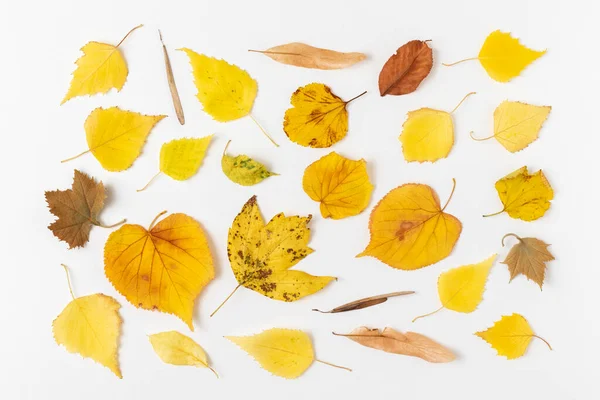Φθινόπωρο Φόντο Από Κίτρινα Ξηρά Φύλλα Επίπεδη — Φωτογραφία Αρχείου