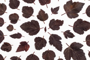 Kuru yapraklardan sonbahar arkaplanı. Düz yatıyordu.