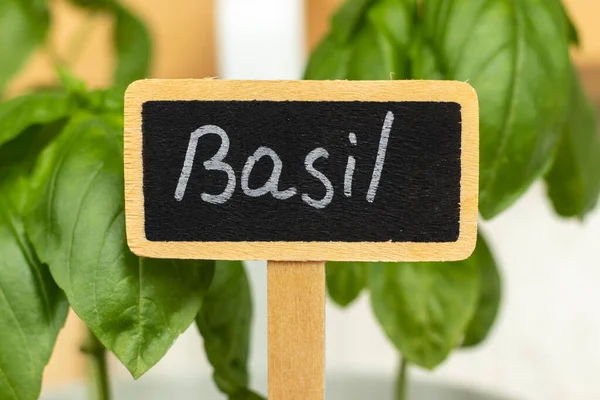 Pot Basil Close Growing Aromatic Herbs Home — Stok Foto