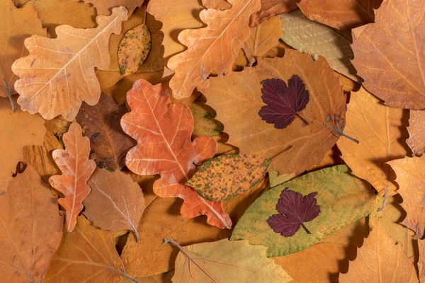 Autumn Brown Dry Leaves Background Flat Lay — Zdjęcie stockowe