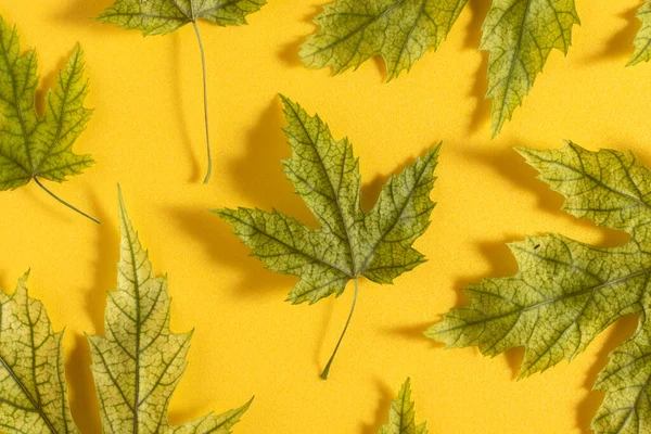 Autumn Dry Leaves Yellow Background Flat Lay — Zdjęcie stockowe