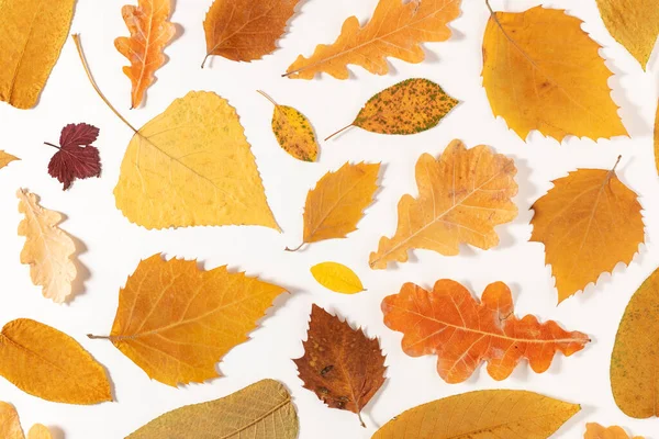 Autumn Yellow Dry Leaves Background Flat Lay — Zdjęcie stockowe