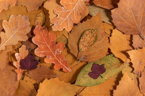 Lots Brown Dry Leaves Autumn Background Flat Lay — Φωτογραφία Αρχείου