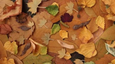 Autumn background. Dry leaves rotate 360 degrees.