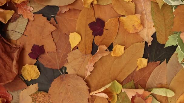 Bir Sürü Kuru Kahverengi Yaprak Sonbahar Arkaplanı Düz Yatıyordu 360 — Stok video