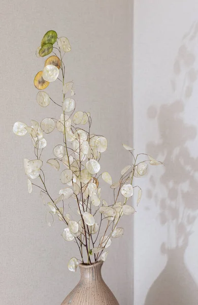 Dried lunaria plant and shadow on the wall. Floral minimal composition.