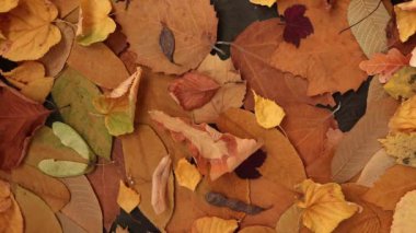 Autumn brown dry leaves background. Flat lay. Rotate 360 degrees.
