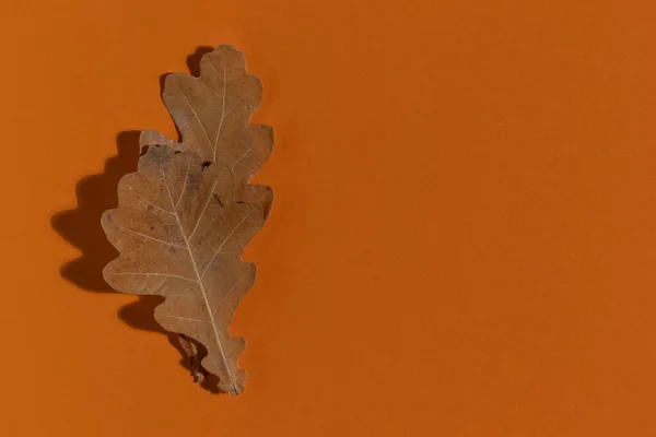 Autumn Oak Dry Leaves Top View Minimalist Style — Foto Stock