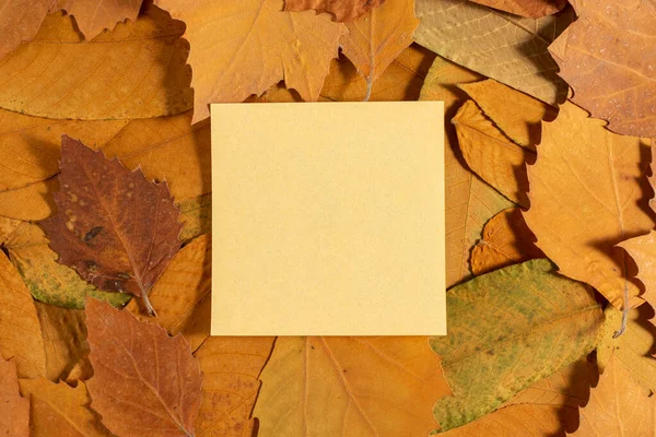 Φθινόπωρο Ξηρό Κίτρινο Φύλλα Φόντο Χώρο Αντιγραφής — Φωτογραφία Αρχείου