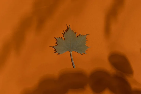 Autumn Maple Dry Leaf Top View Minimalist Style — Foto Stock