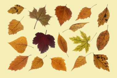 Set of various dry autumn leaves. Isolated on pastel yellow background.